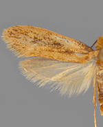 Tinea carnariella