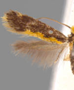 Tinea mandarinella