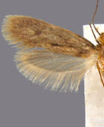 Tinea pellionella