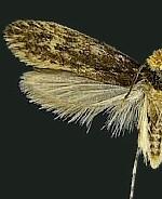 Tinea unomaculella