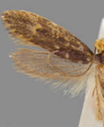 Tinea unomaculella