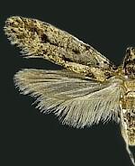 Niditinea fuscella