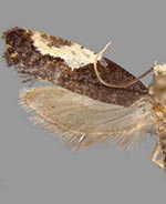 Monopis longella