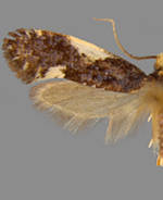 Monopis spilotella