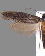 Elatobia carbonella