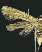 Phaeoses sabinella