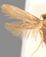 Phaeoses sabinella