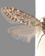 Dahlica walshella