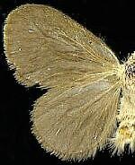 Basicladus celibata