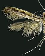 Caloptilia hypericella