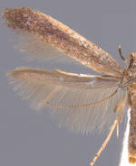 Caloptilia hypericella