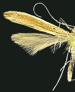 Caloptilia invariabilis