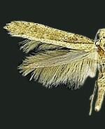 Caloptilia paradoxum