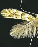 Phyllonorycter mariaeella