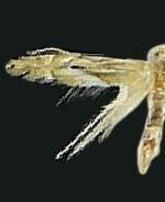 Phyllonorycter rileyella