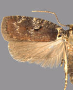 Agonopterix lythrella