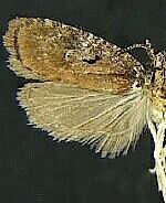 Agonopterix lythrella