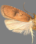 Agonopterix nubiferella