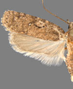 Agonopterix curvilineella