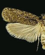 Agonopterix eupatoriiella