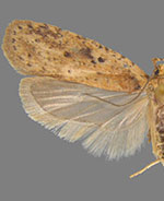 Agonopterix fusciterminella