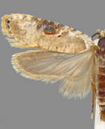 Agonopterix alstroemeriana