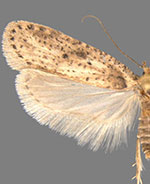 Agonopterix canadensis