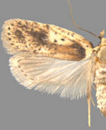 Agonopterix flavicomella