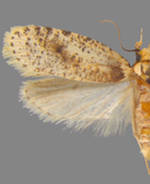 Agonopterix flavicomella