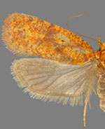 Agonopterix robiniella