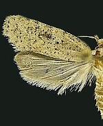 Agonopterix argillacea