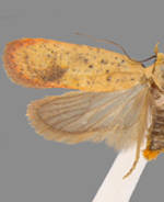 Agonopterix posticella