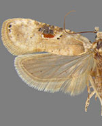 Exaeretia canella