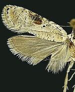 Agonopterix argillacea