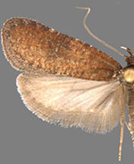 Exaeretia fulva