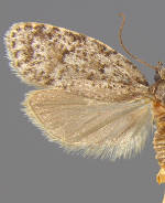 Bibarrambla allenella