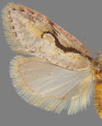 Semioscopis packardella