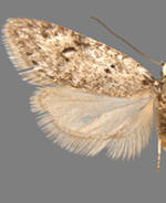 Semioscopis megamicrella