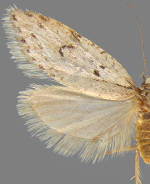 Semioscopis aurorella