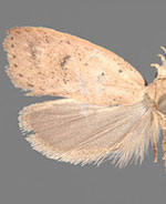 Machimia tentoriferella