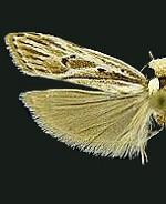 Eupragia hospita