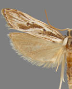 Eupragia hospita