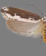 Ethmia semilugens