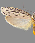 Ethmia zelleriella