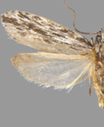 Ethmia confusella