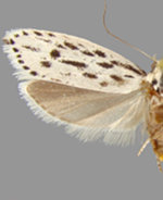 Ethmia longimaculella