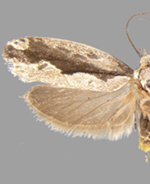 Ethmia semiombra