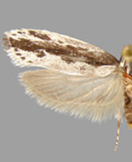 Ethmia trifurcella