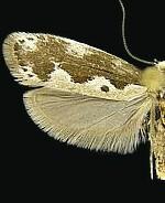 Ethmia hodgesella