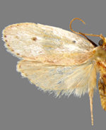 Pseuderotis obiterella